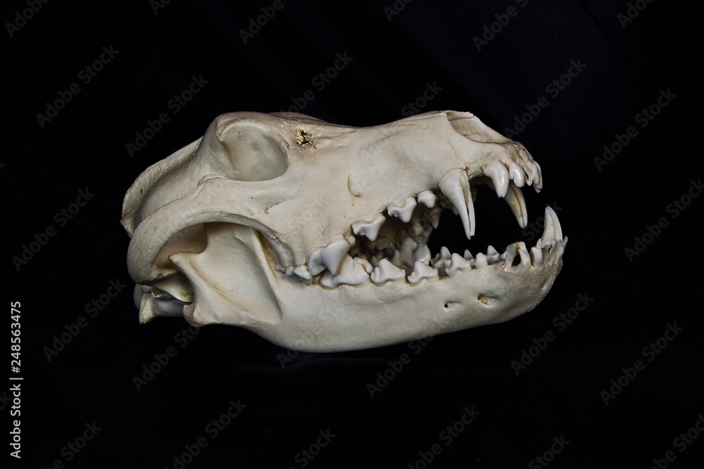 Fototapeta premium Wolf Skull with Large Fangs in Opened Mouth Isolated on a Black Background