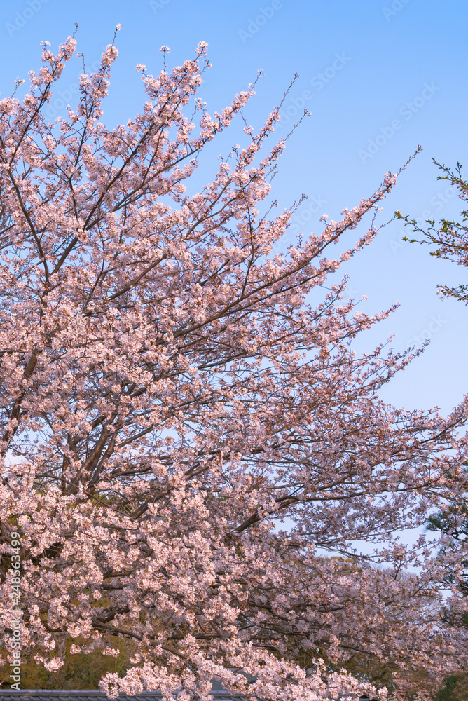 Close up full bloom beautiful pink cherry blossoms flowers ( sakura ) over the garden in springtime sunny day with soft natural background