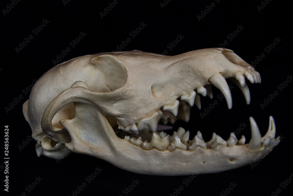 Red Fox Skull with Large Fangs in Opened Mouth Isolated on a Black Background Red Fox Skull with Large Fangs in Opened Mouth Isolated on a Black Background