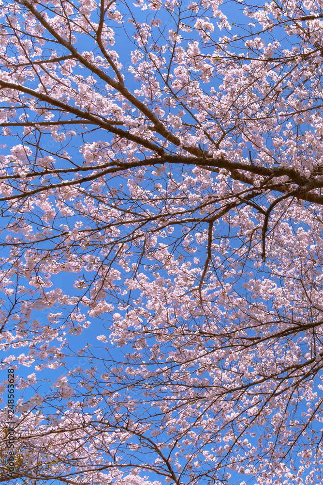 Close up full bloom beautiful pink cherry blossoms flowers ( sakura ) over the garden in springtime sunny day with soft natural background Close up full bloom beautiful pink cherry blossoms flowers ( sakura ) over the garden in springtime sunny day with soft natural background