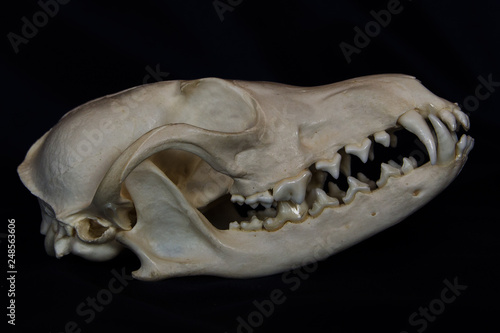 Red Fox Skull with Large Fangs in Closed Mouth Isolated on a Black Background