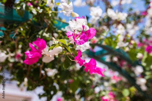 Pink and white flowers of bougainvillea. Beautiful Colorful Bougainvillea blossoms © Hakan Tanak