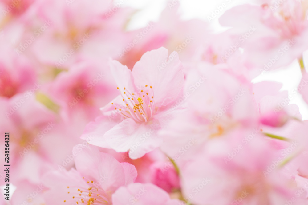 河津桜