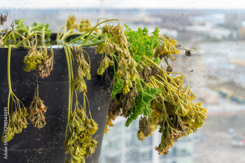 Parsley biannual herb drying out, in winter, dying parsley, with yellow and brown leaves. photo