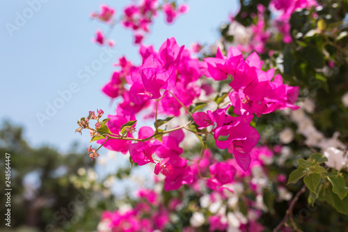 Wallpaper Mural Pink flowers of bougainvillea. Beautiful Colorful Bougainvillea blossoms Torontodigital.ca