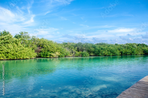 Mangrove landscape at Cancun  Mexico