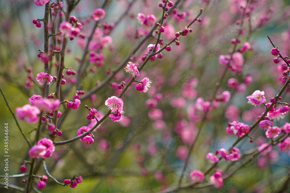 Blooming Plum Blossoms Blooming Plum Blossoms