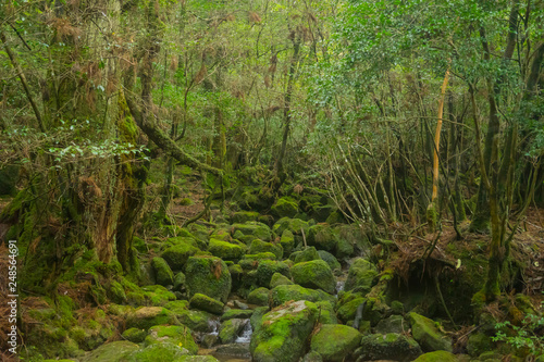 屋久島の森