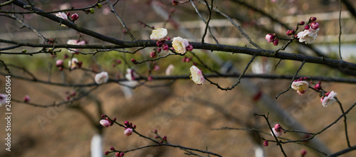 Blooming Plum Blossoms