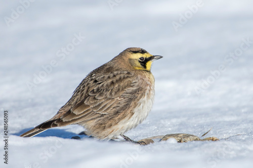 Horned lark in winter time.