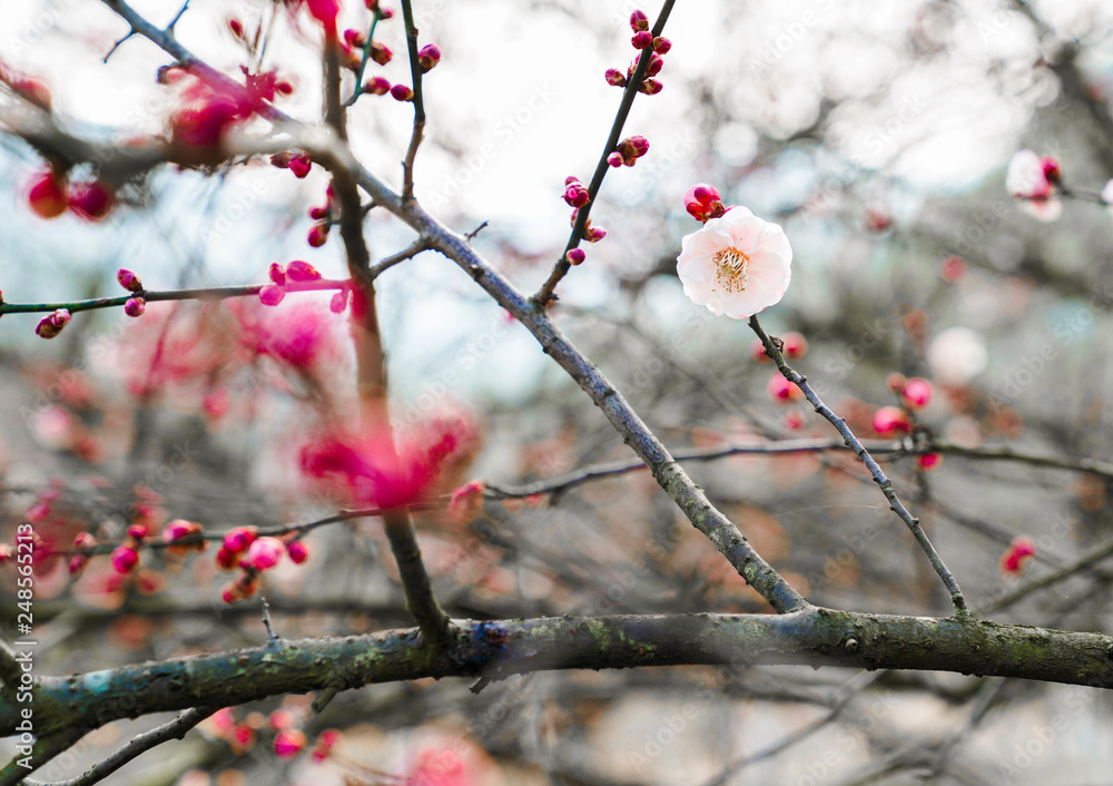 Blooming Plum Blossoms