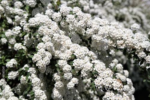 Closeup bush of white blooming spirea bush