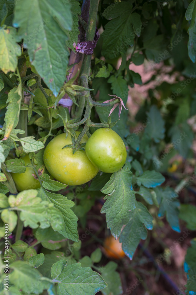 Fototapeta premium Organic green tomato plant in the greenhouse or garden.