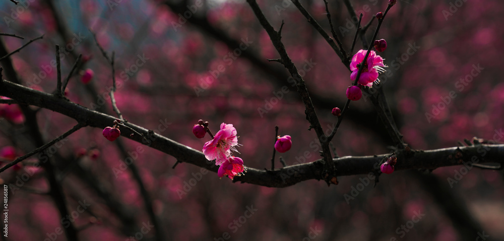 Blooming Plum Blossoms