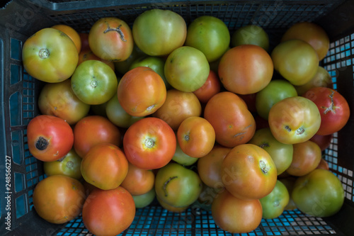 Organic green and red tomatoes in the basket