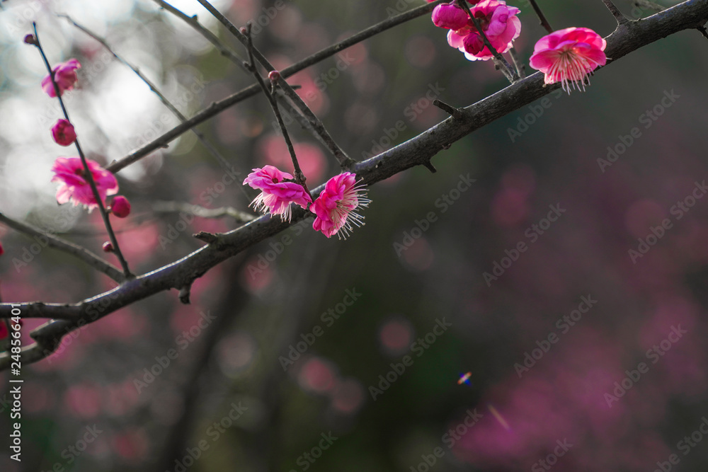Blooming Plum Blossoms