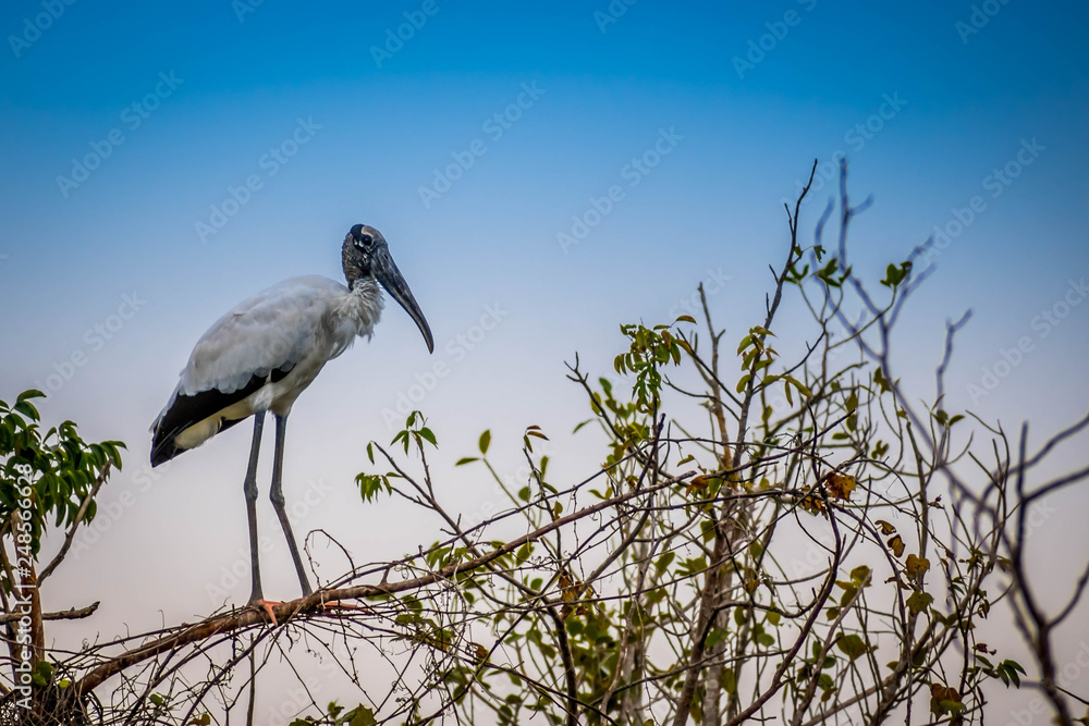 A Black Headed Ibis in Everglades National Park, Florida A Black Headed Ibis in Everglades National Park, Florida