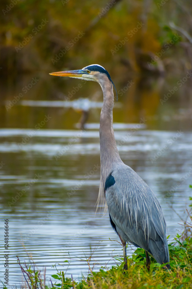 A Great Blue Heron in Everglades National Park, Florida A Great Blue Heron in Everglades National Park, Florida