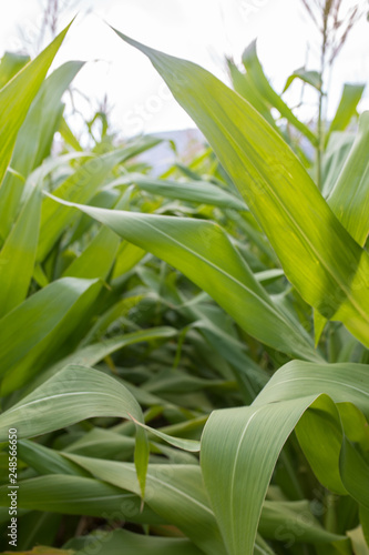 Fototapeta Naklejka Na Ścianę i Meble -  Corn Field Plants in Food Farm