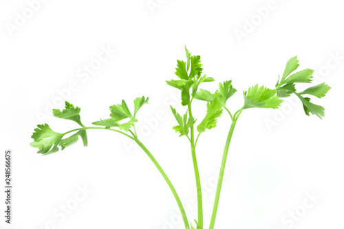 fresh isolated celery or apium graveolens green vegetables are fragrance used in cooking on white background