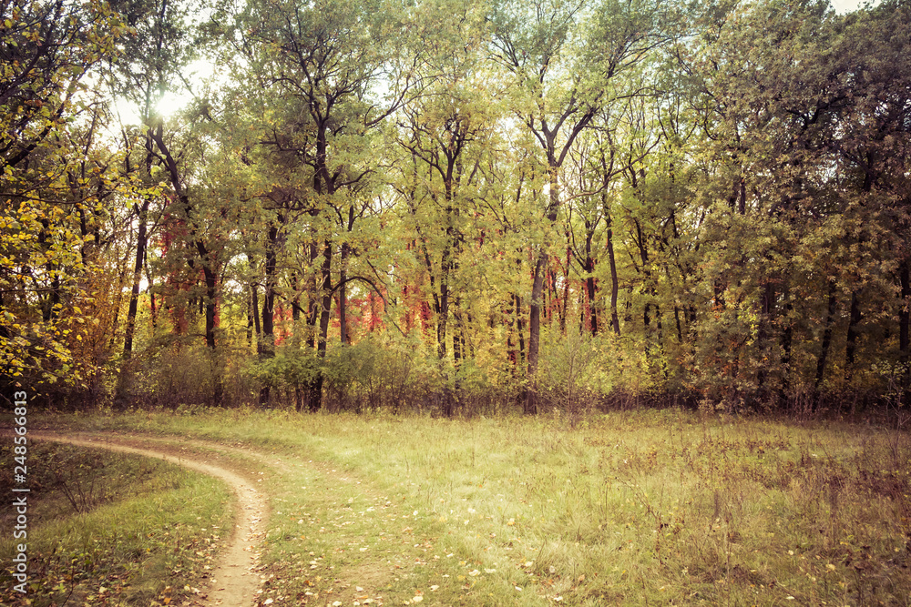 Fototapeta premium Landscape dirt forest road in autumn