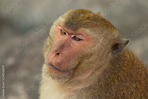 Two macaques play on the rockk in a national park