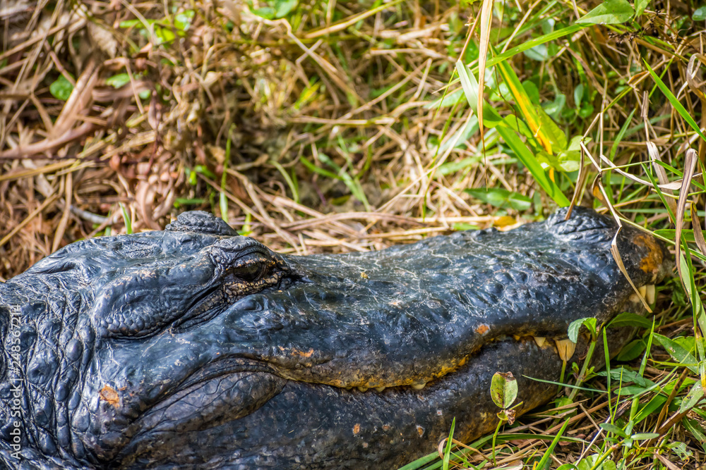 A large American Alligator in Everglades National Park, Florida A large American Alligator in Everglades National Park, Florida