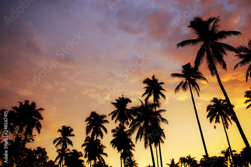 Palm tree at sunset with color sky.