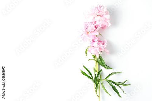 beautiful composition of pink peonies on a white background. flat lay, copy space