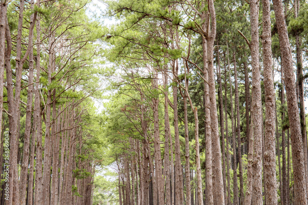Fototapeta premium Pine tree with beautiful of nature.