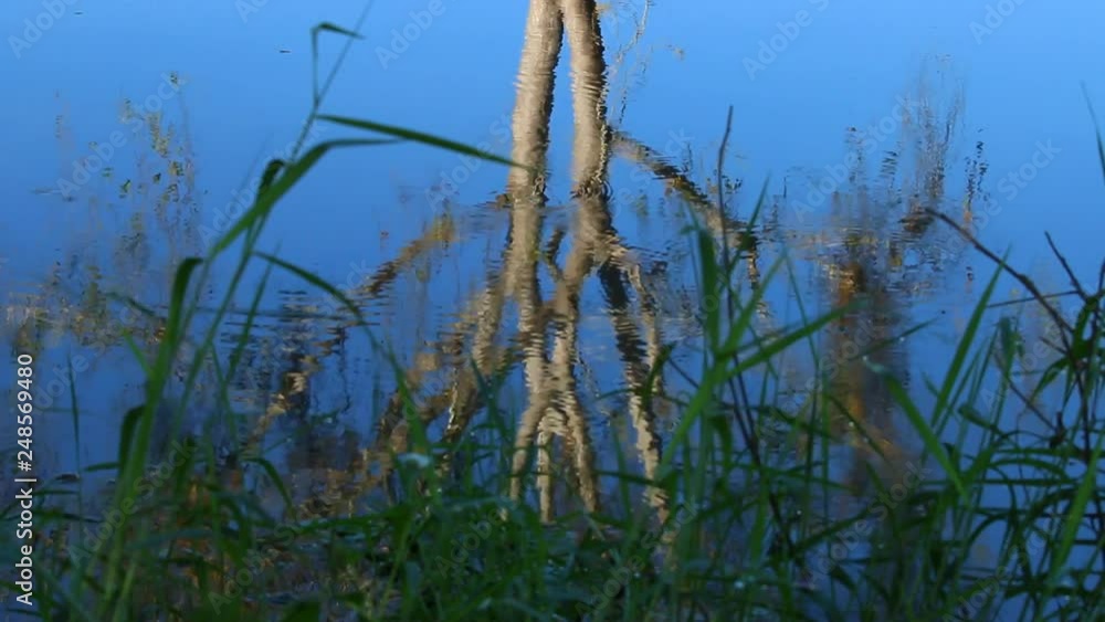 reflection of tree in the river , Chiangmai Thailand reflection of tree in the river , Chiangmai Thailand
