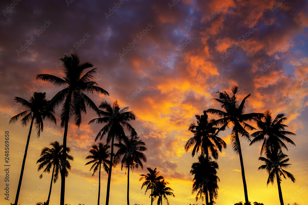 Silhouette palm tree on sky.