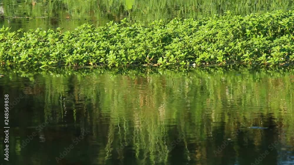 reflection of plant in the river , Chiangmai Thailand reflection of plant in the river , Chiangmai Thailand
