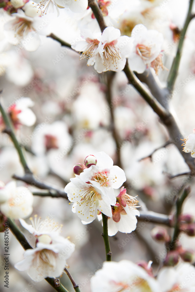 梅の花 梅の花