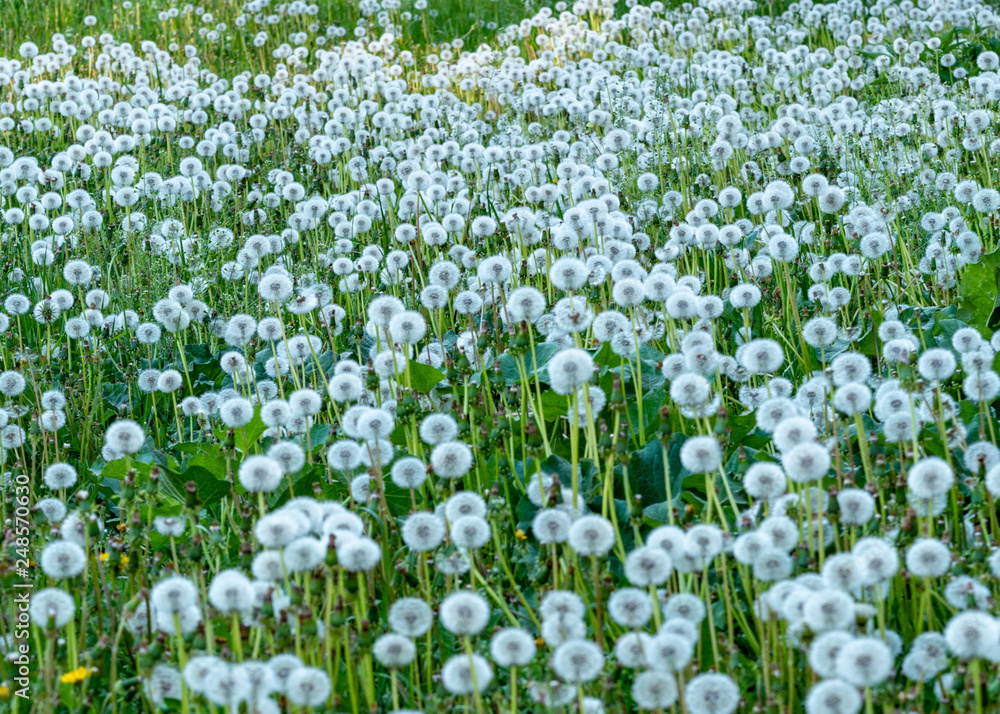 Lot of fluffy dandelions cover grass meadow Lot of fluffy dandelions cover grass meadow