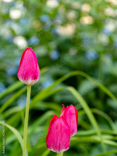 Three pink tulips bloom among grass