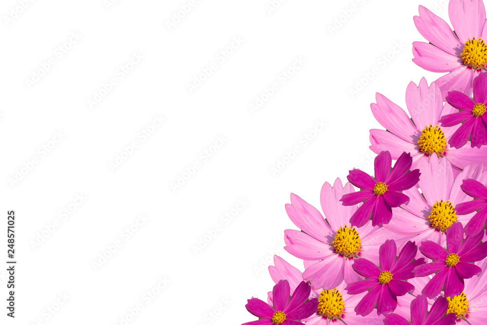 Pink cosmos flower isolated on white background
