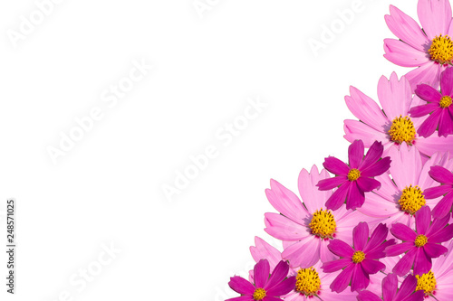 Pink cosmos flower isolated on white background © thaninee