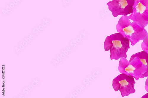 Pink flower isolated on pink background © thaninee