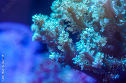 Close up of Green Kenya Tree Coral..(Capnella sp.) photo