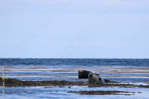 grey seal © Thomas