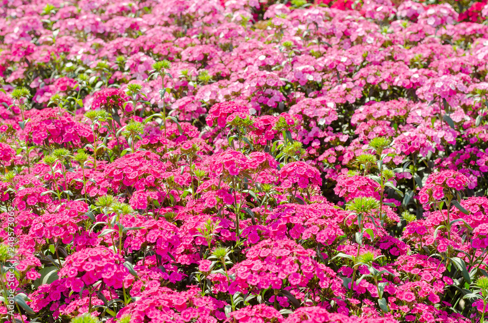 red and pink sweet william or Dianthus barbatus in the garden