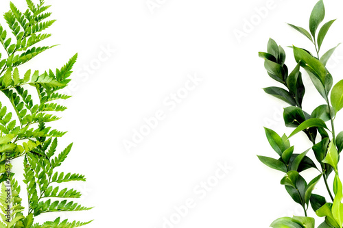 Spring green plants  sprigs  leaves border on white background top view copy space border