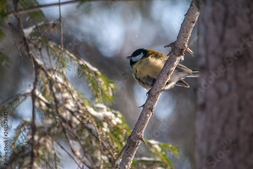 bird on a branch tit