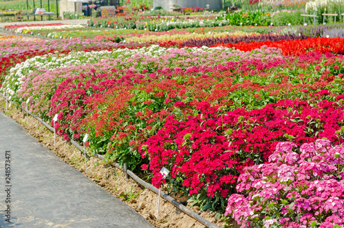 colorful blooming a lot of flower bed in the outdoor garden designs