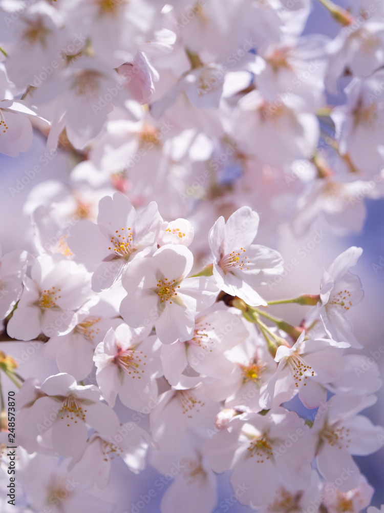 Fototapeta premium サクラの花