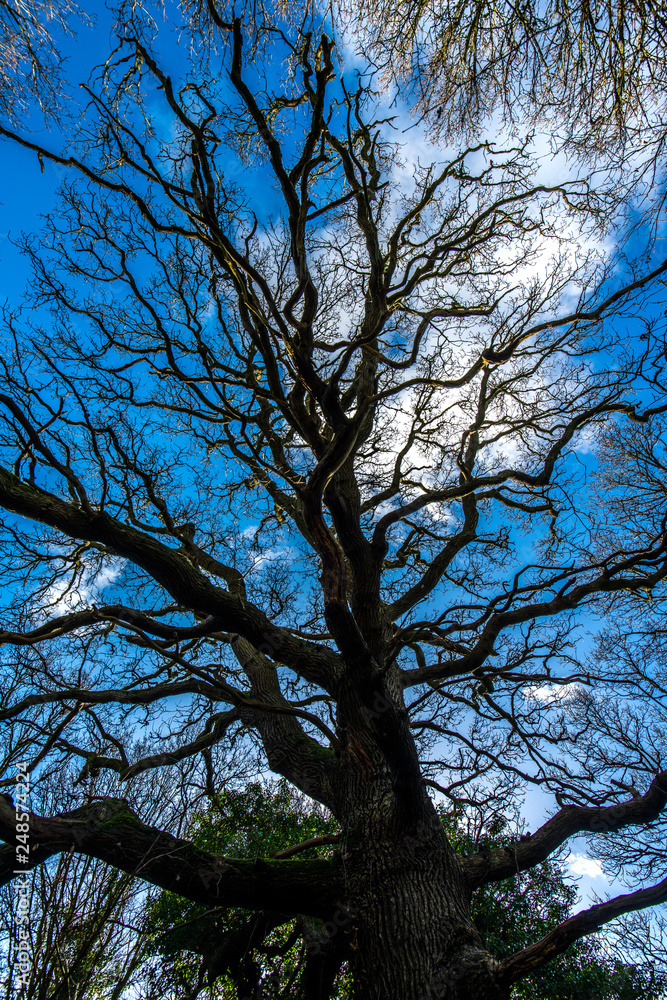 Obraz premium Winter Oak Trees in Quarry Wood Nature Reserve, Crowhurst, East Sussex, England
