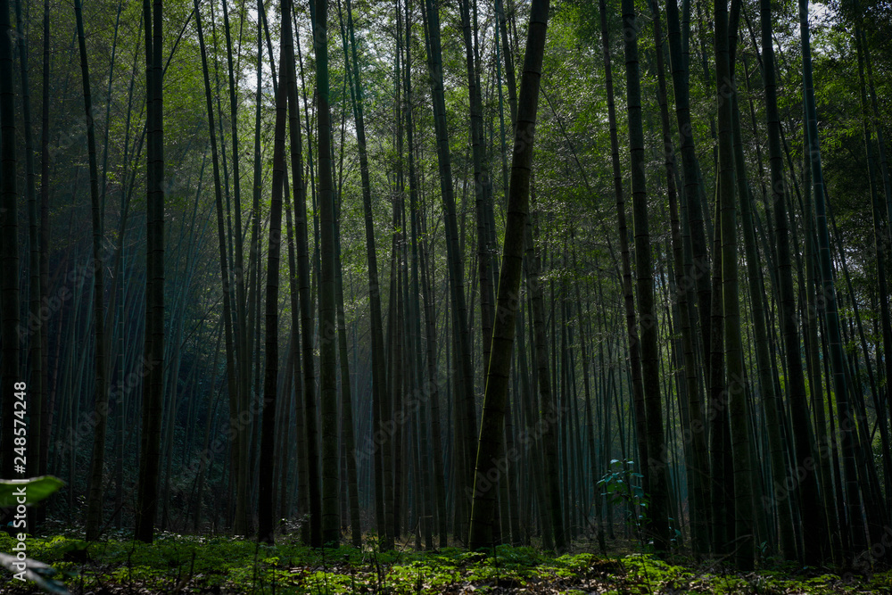 Fototapeta premium Yunxi Bamboo Trail, Spring Outing