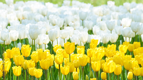 黄色と白色のチューリップの花畑