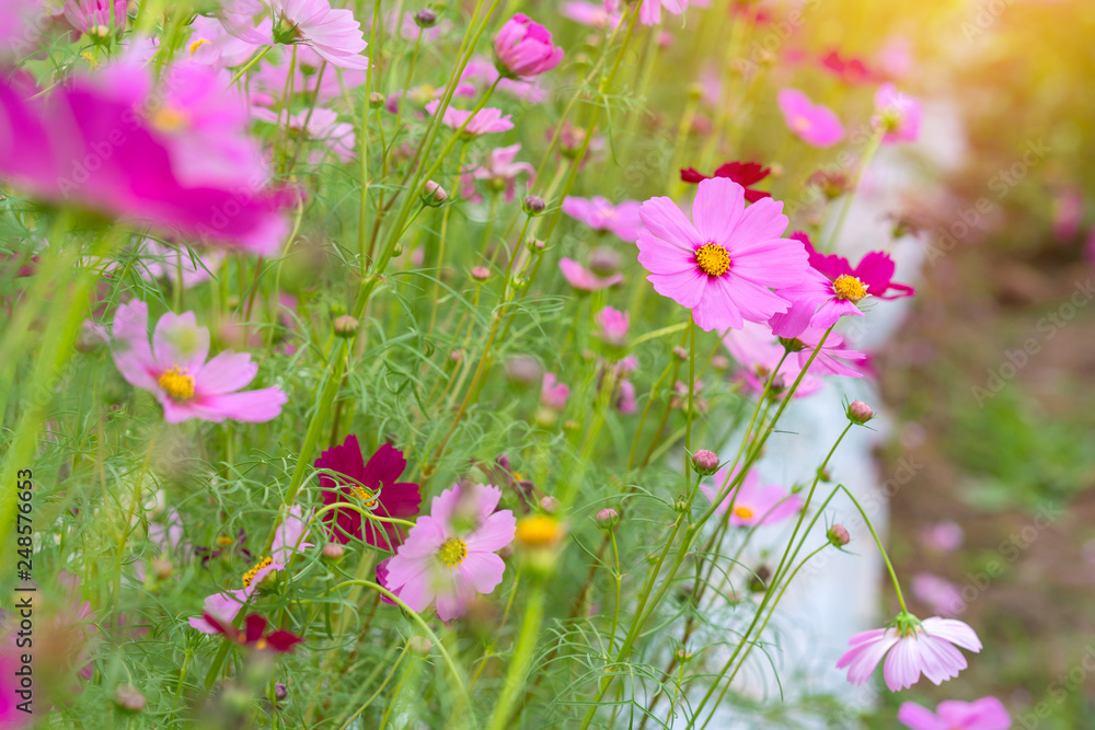 Cosmos colorful flower in the beautiful garden Cosmos colorful flower in the beautiful garden